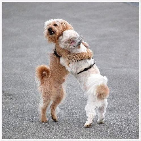 Собачки обнимаются