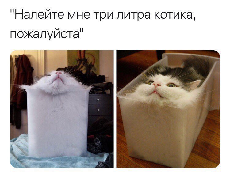 Мемы с котиками с надписями смешные до слез