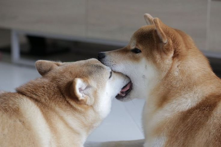 Толстая Акита ину