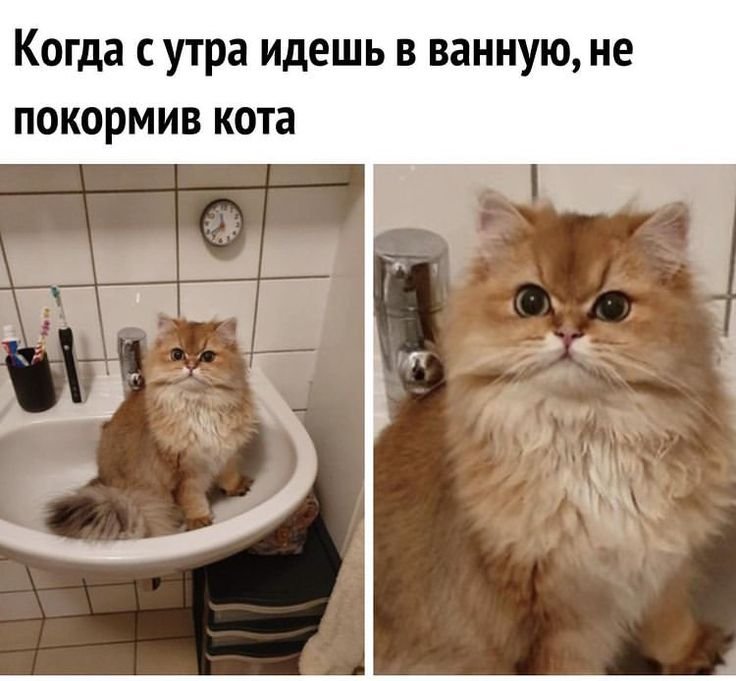 Кот Мем