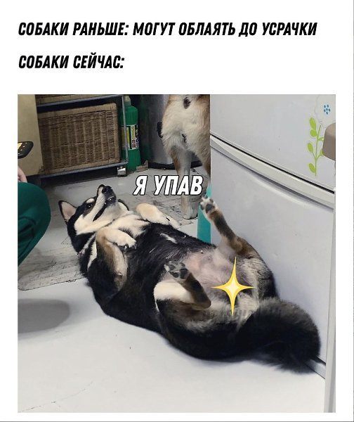 Собаки раньше собаки сейчас