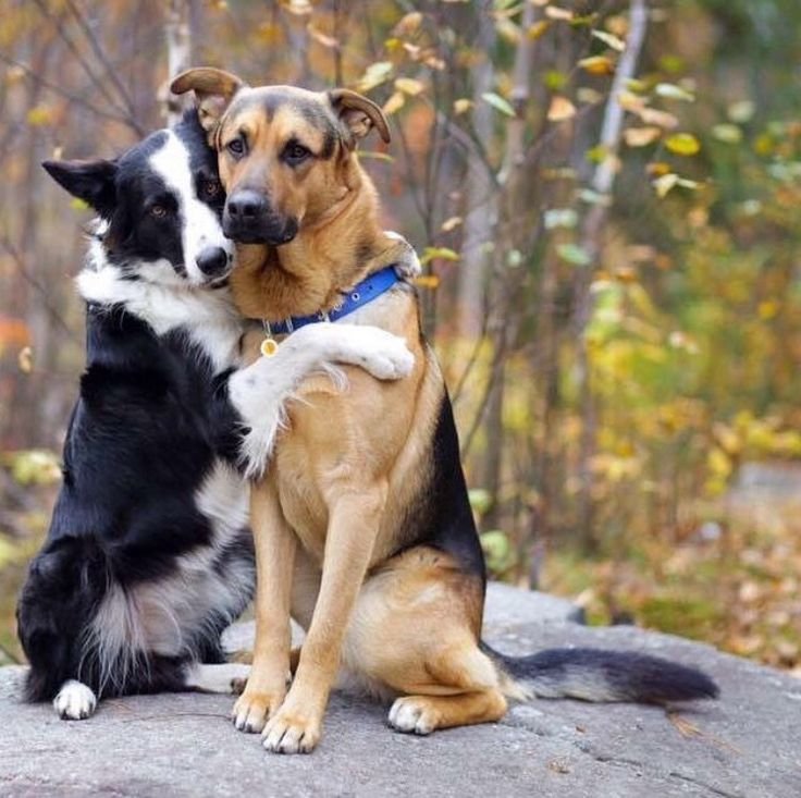 Две собаки обнимаются