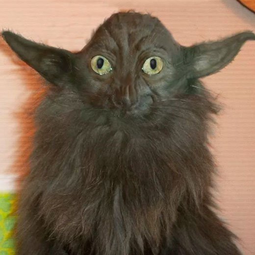 Кот с большими ушами