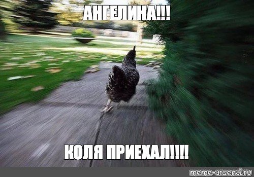 Мемы с курицей