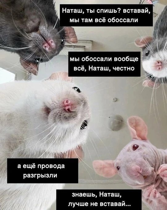 Мемы с крысами