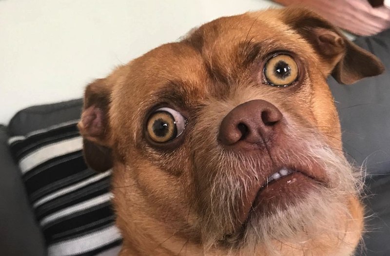 Собачка с выпученными глазами