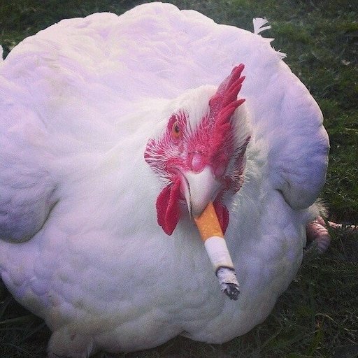 Толстая курица