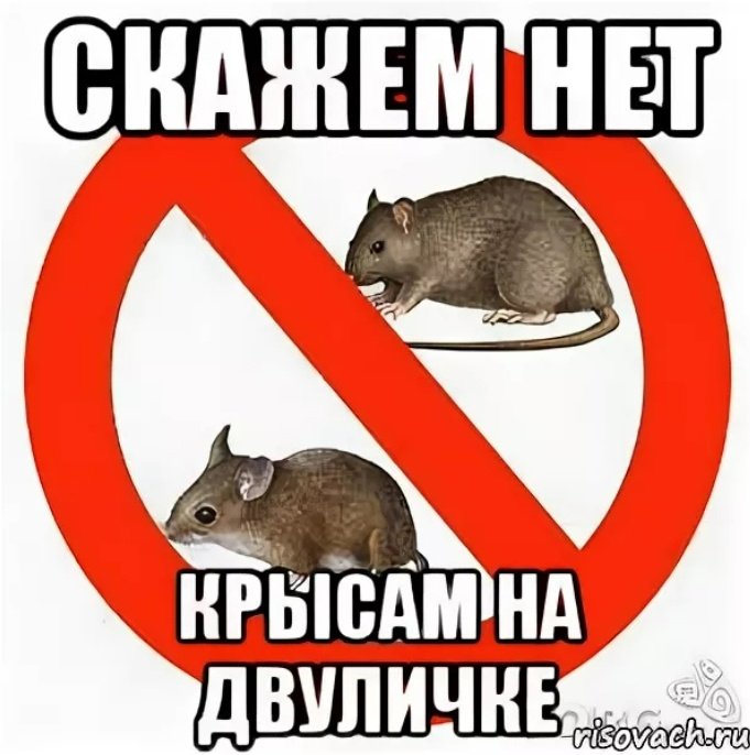 Крыса Мем