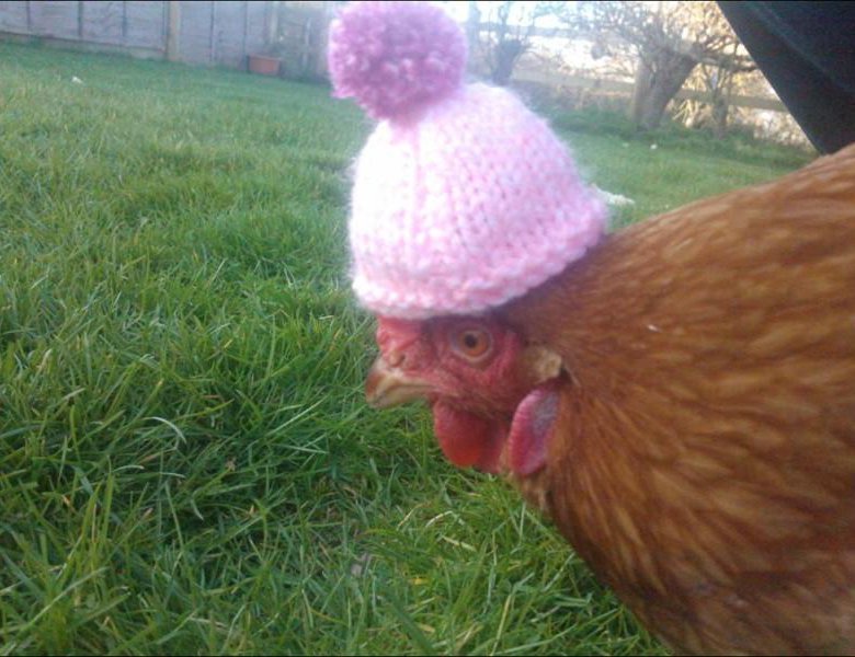 Шапочка курицы