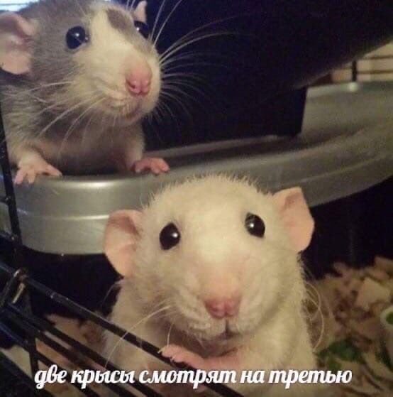 Мемы с крысами