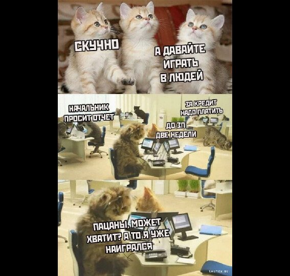 Мемы с котиками