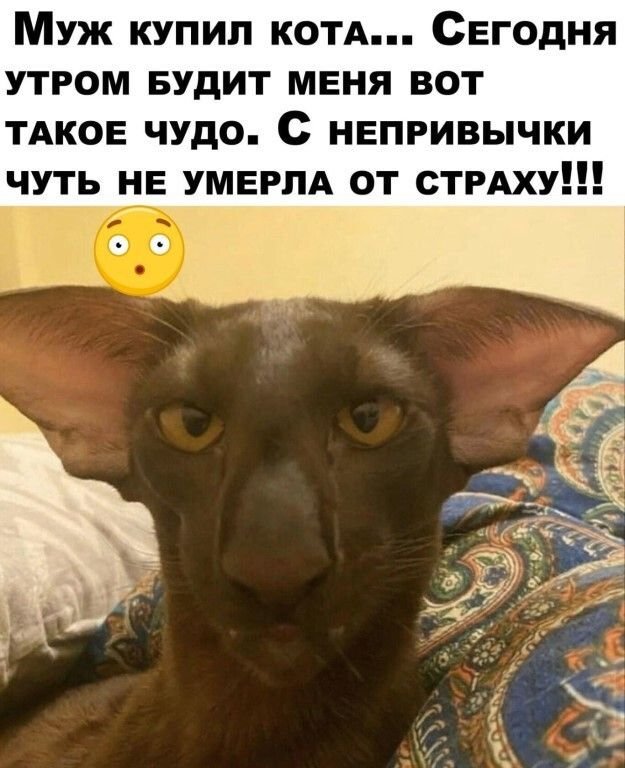 Коты ориенталы грузины