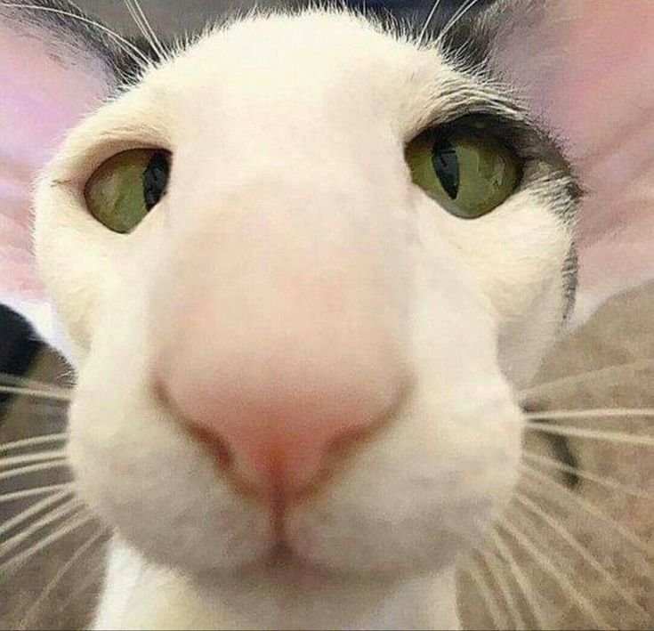 Кот с огромным носом