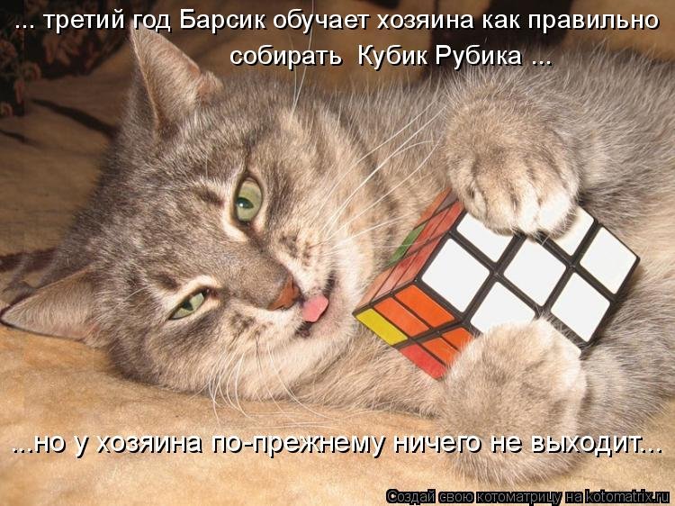 Котик с кубиками