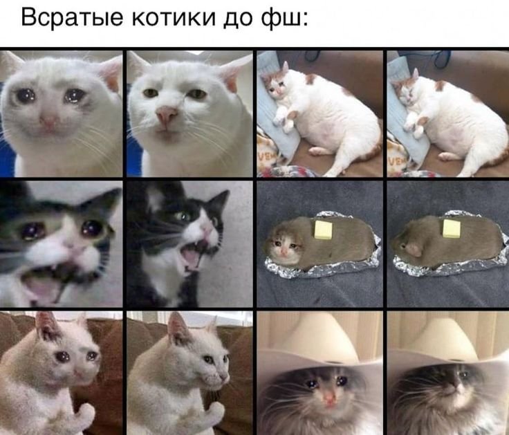 Кот Мем