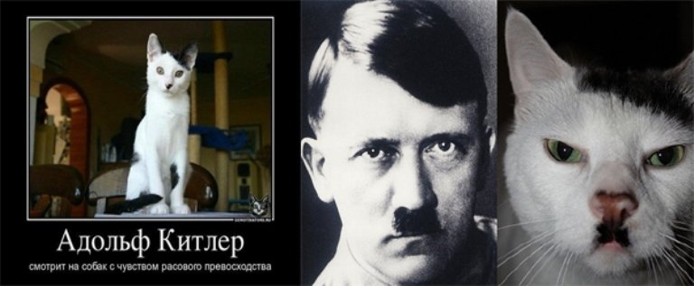Кот Адольф Гитлер