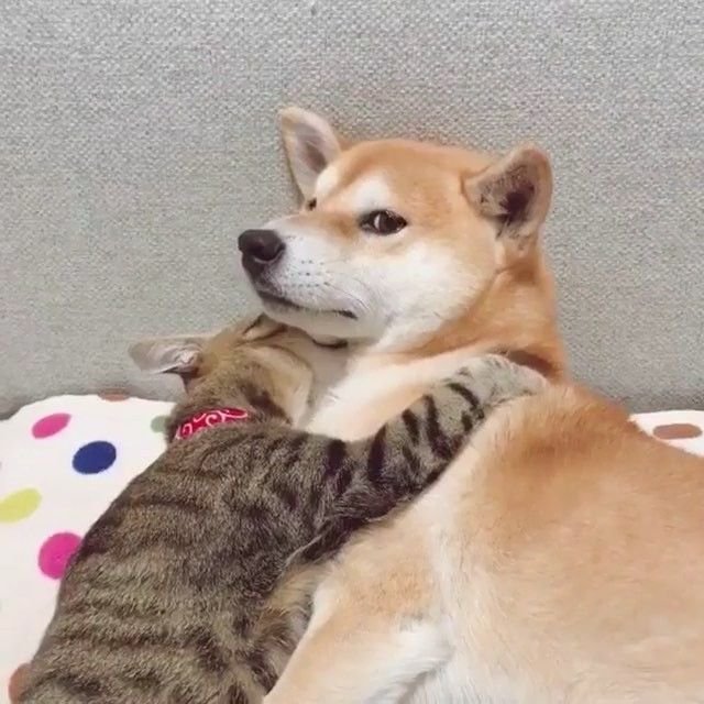 Картинка пишак сташни