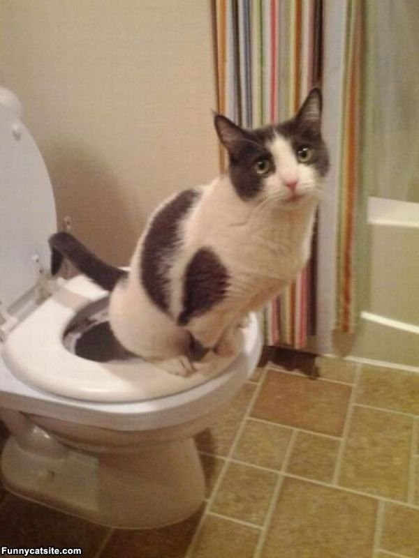 Кот на унитазе