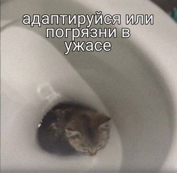 Котенок в унитазе