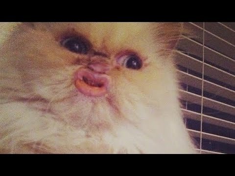 Скоро на всех аватарках страны