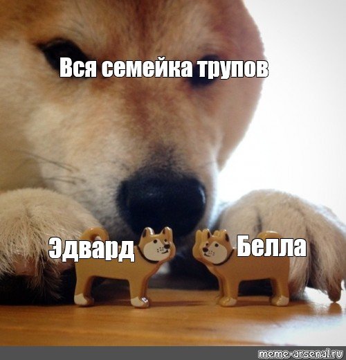Шиба ину ебитес