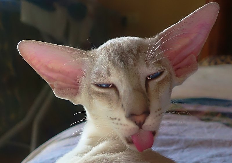 Сиамская кошка Ориентал грузин