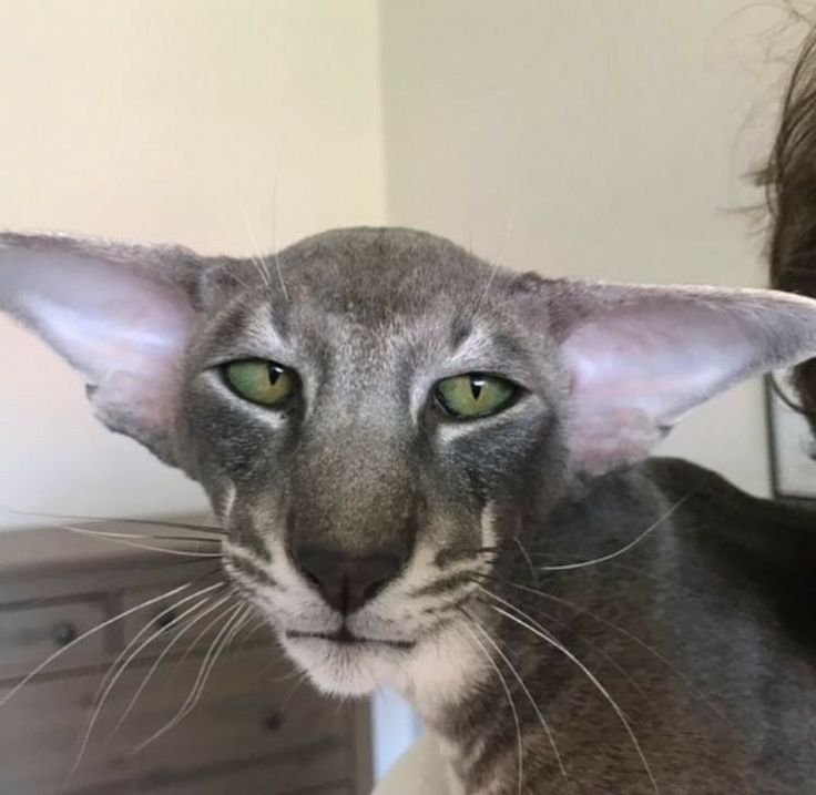 Ориентальная кошка