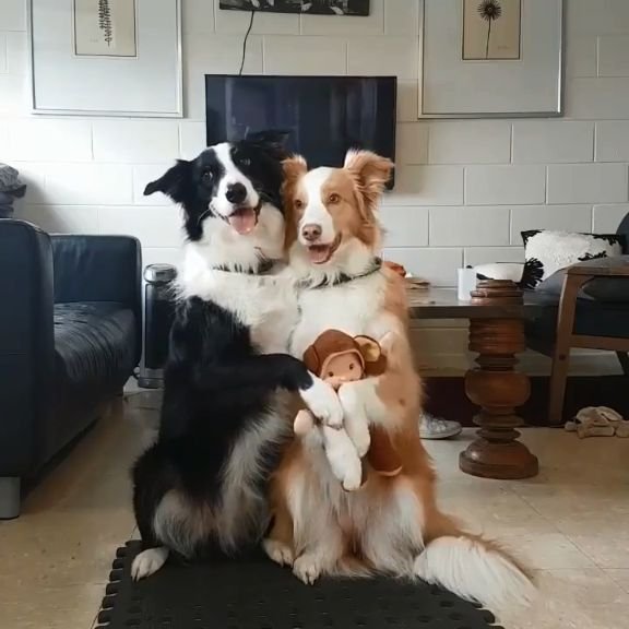 Собачки обнимаются