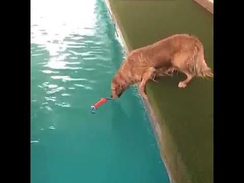 Собака упала в воду Мем