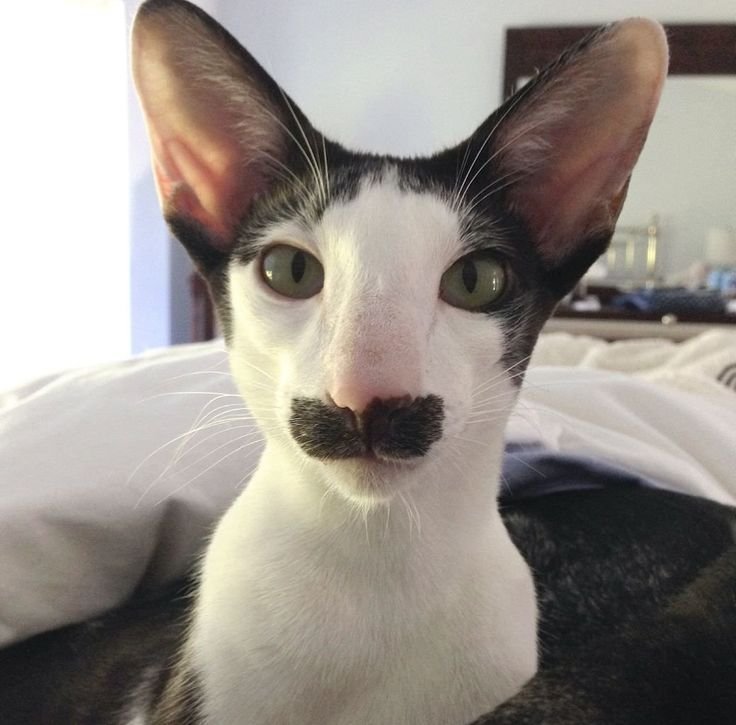 Сфинкс Ориентал