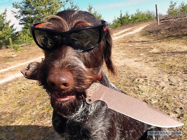 Собака с катаной