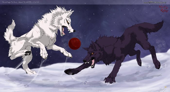 Черный и белый волк