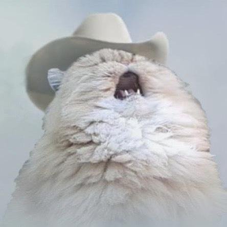 Орущий кот в шляпе