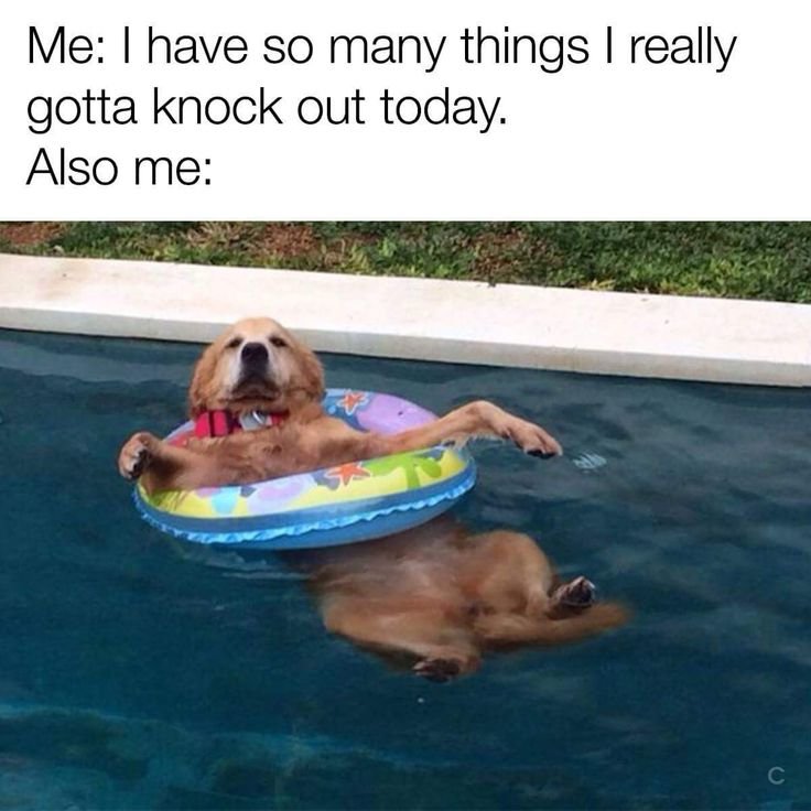 Собака купается в бассейне