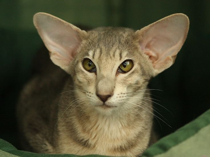 Котята с большими ушами