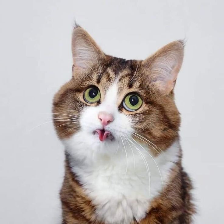 Котенок с высунутым языком