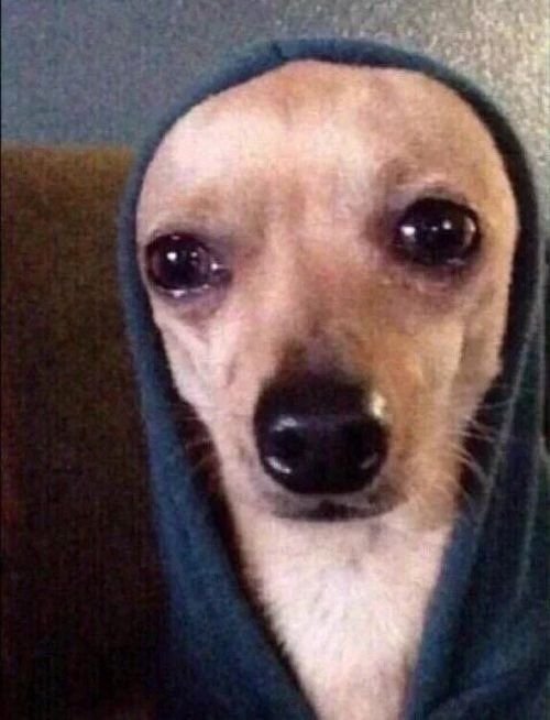 Смешные лица собак