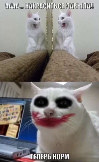 Кот Мем