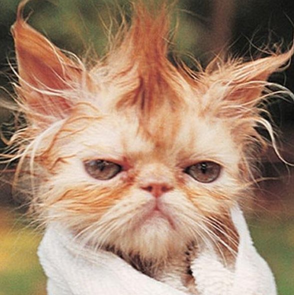 Кот с похмелья