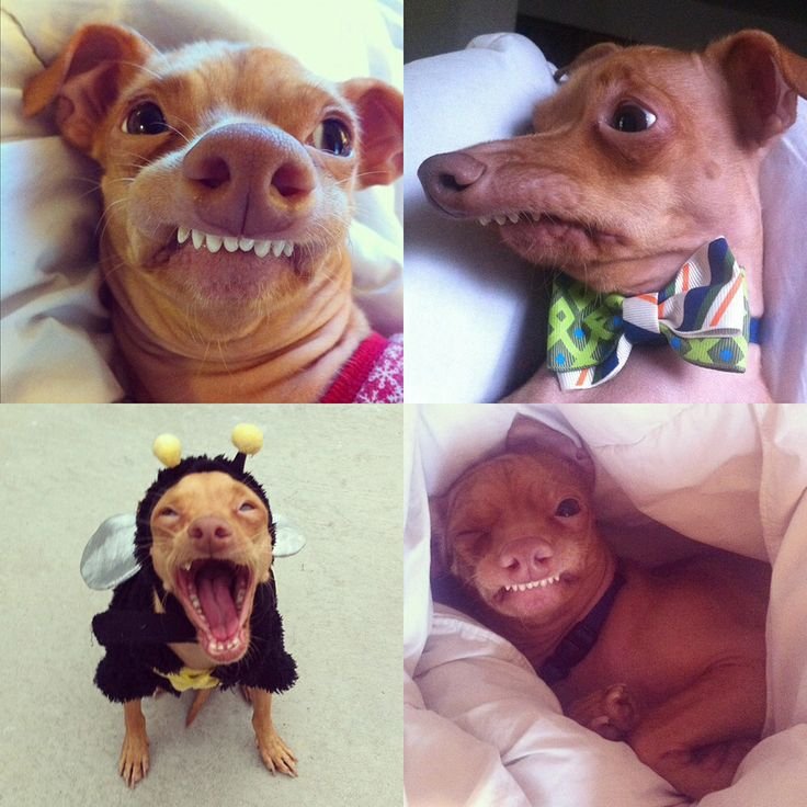 Неправильный прикус у щенка