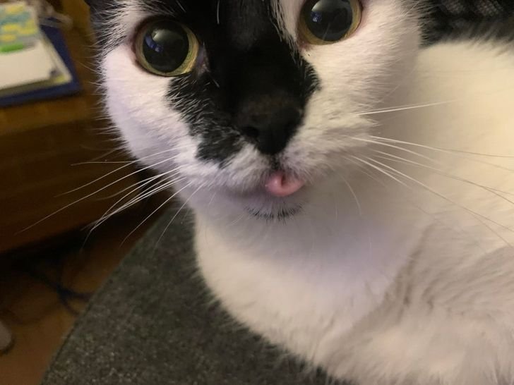 Белая кошка с языком трубочкой