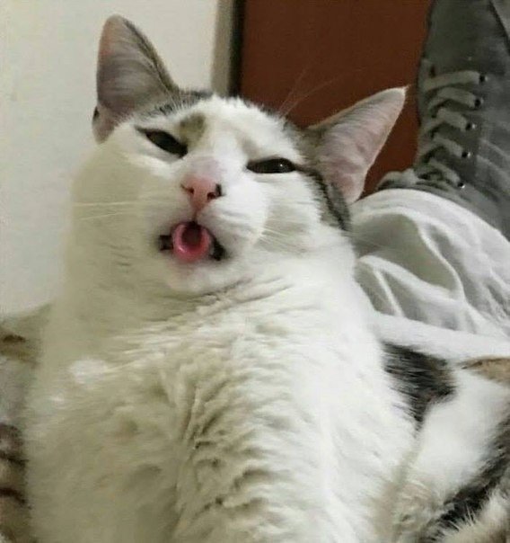 Кот с языком в трубочку