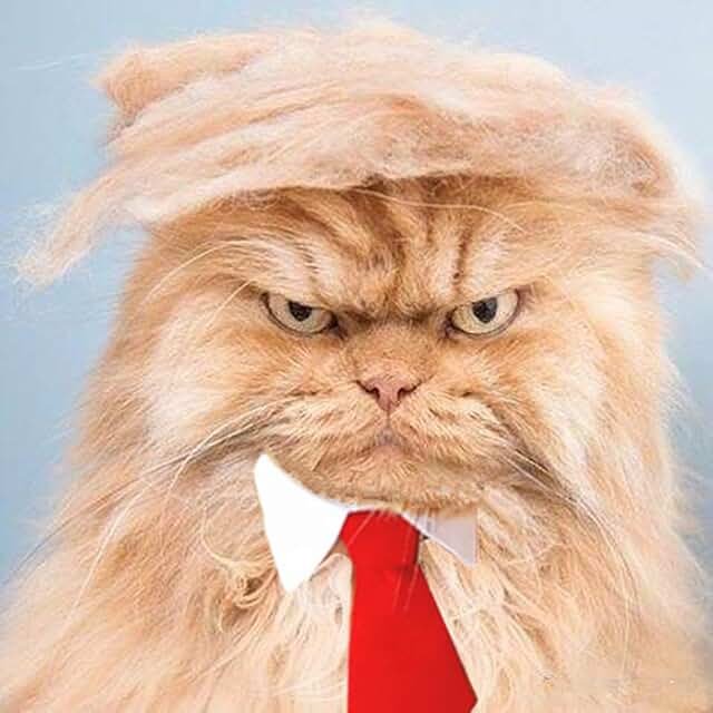 Рыжий лохматый кот