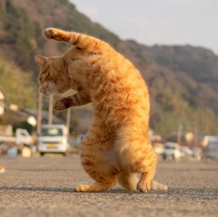 Танцующий кот