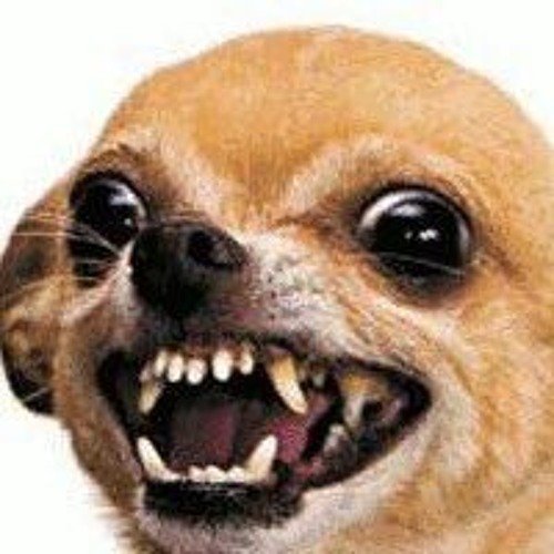 Злая собачка