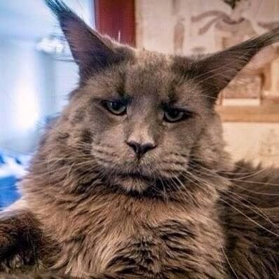 Мейн кун и Ориентал