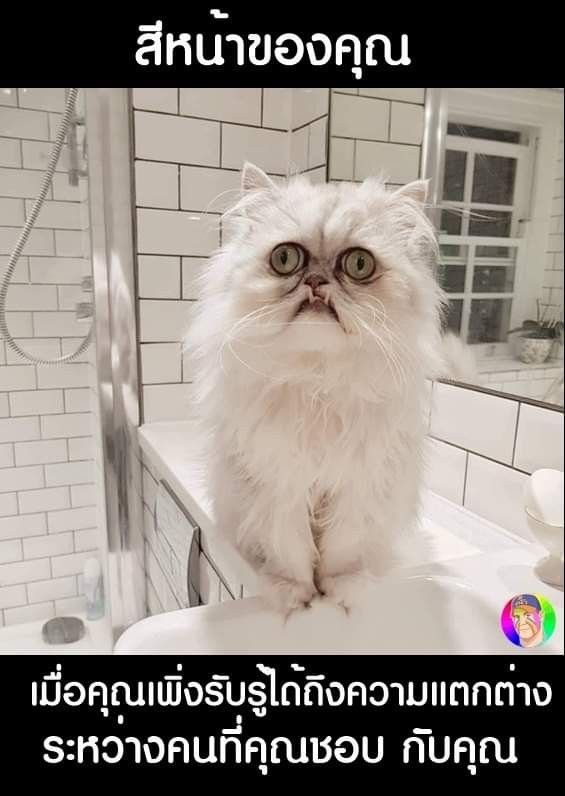 Персидская шиншилла кот Уилфред