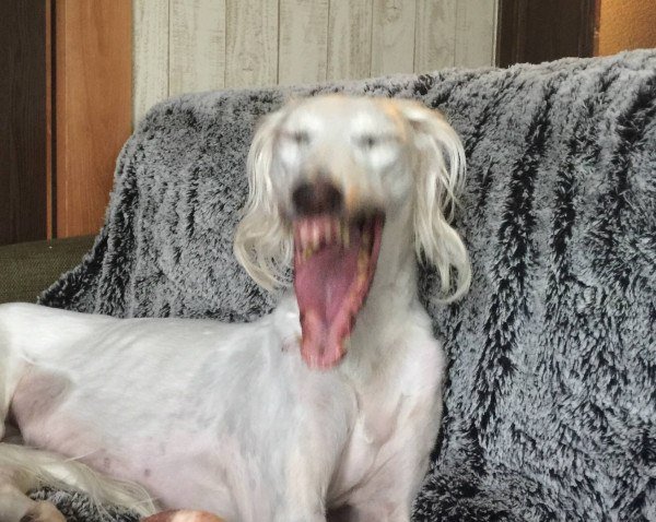 Собака зевает референс