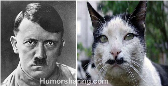 Кот Адольф похожий на Гитлера