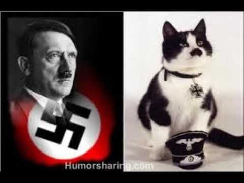 Хомяк Адольф Гитлер